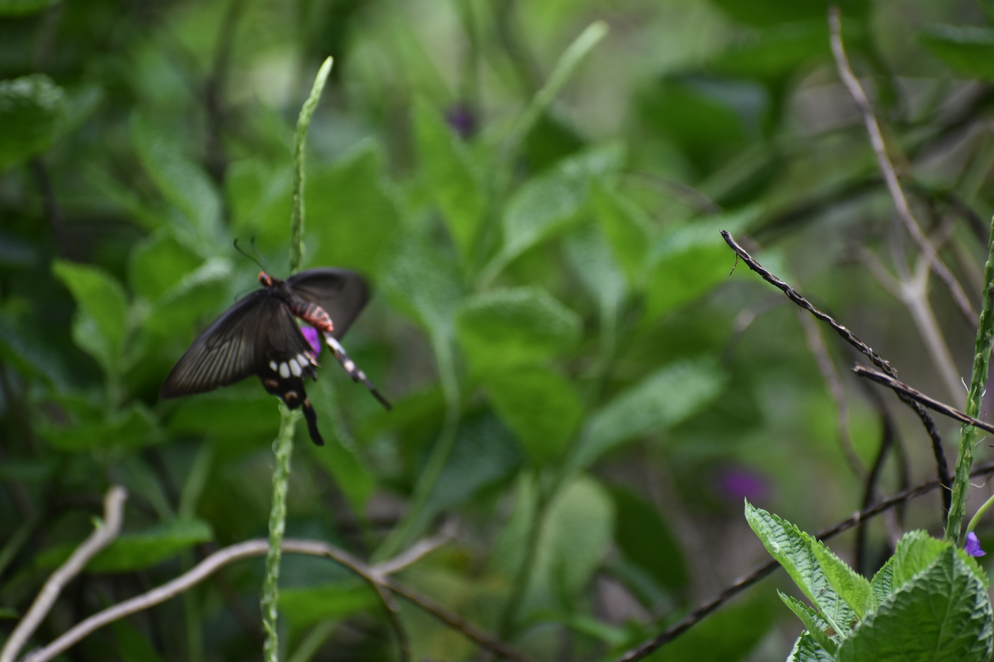 Common Rose