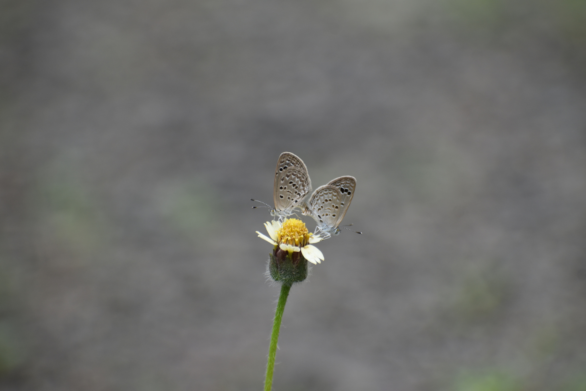 Lesser Grass Blue
