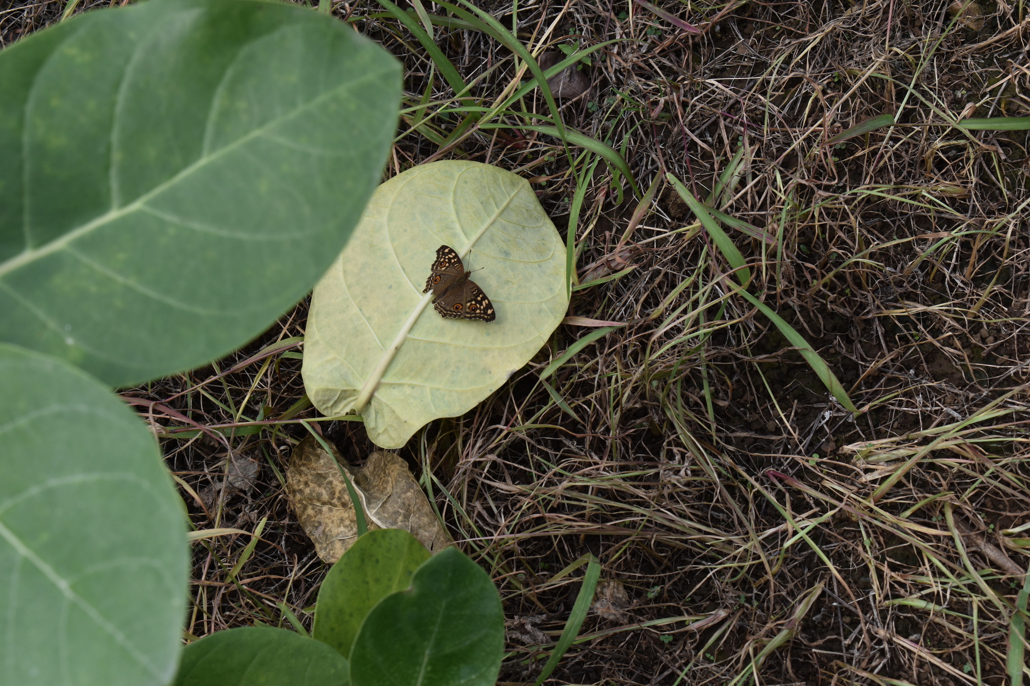 Lemon Pansy