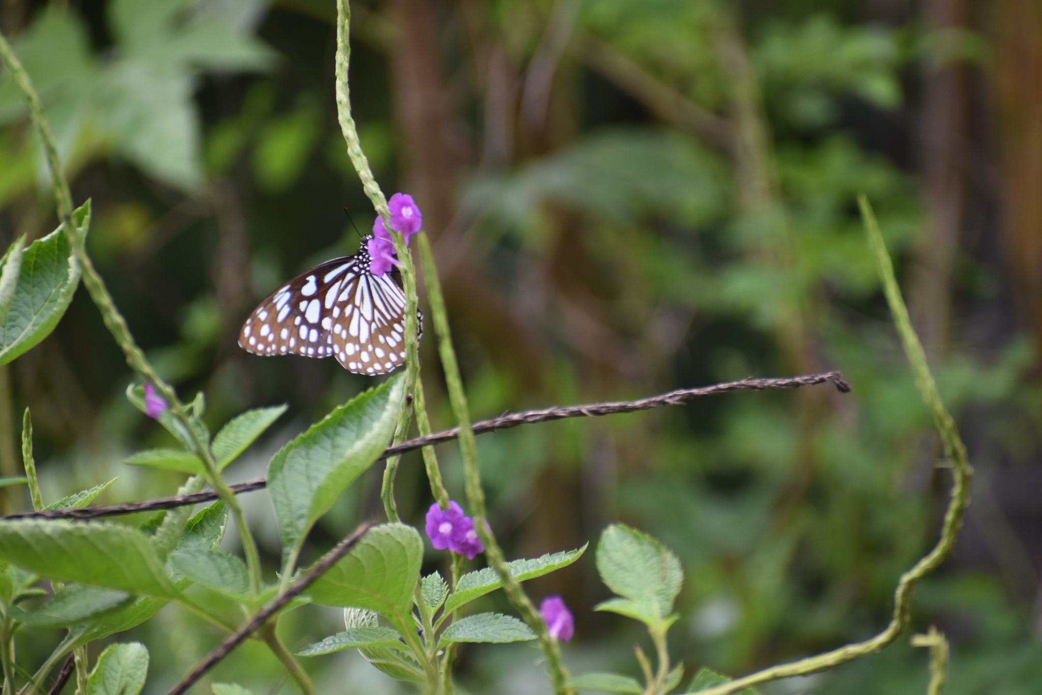 Blue Tiger