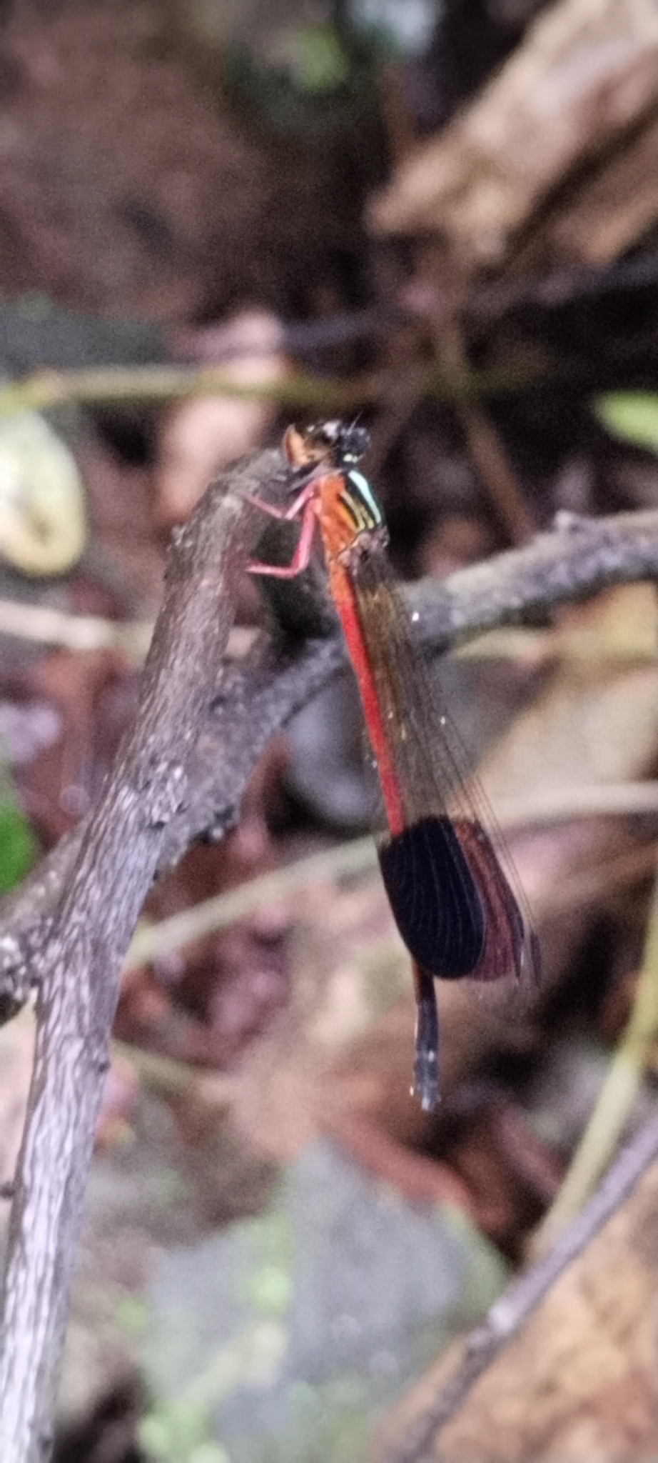 Malabar Satinwing