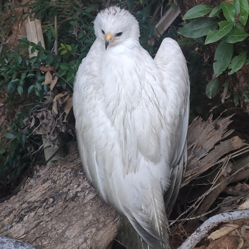 Black Eagle