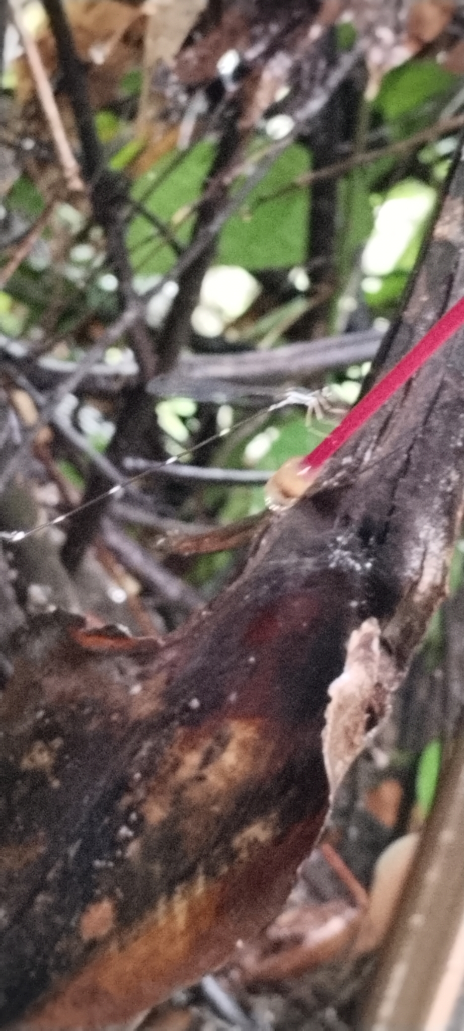 Pied Shadowdamsel