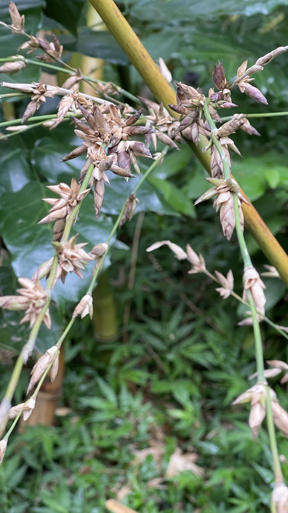Bambusa oldhamii