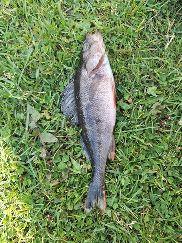 Perca fluviatilis