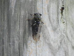 Neotibicen latifasciatus