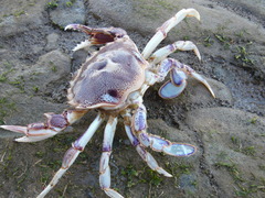 Ovalipes trimaculatus