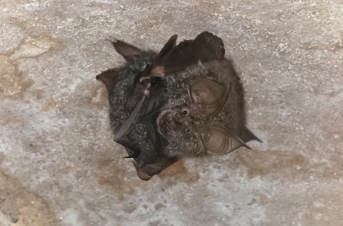 Beddome's Woolly Horseshoe Bat