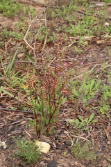 Rumex lativalvis