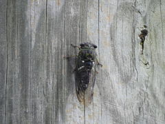 Neotibicen latifasciatus