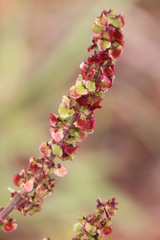 Rumex lativalvis