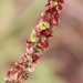Rumex lativalvis - Photo (c) Tony Rebelo, some rights reserved (CC BY-SA)