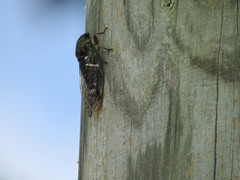 Neotibicen latifasciatus