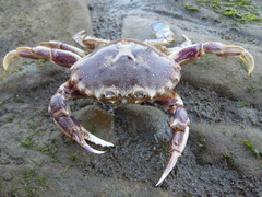 Ovalipes trimaculatus