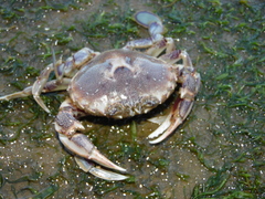 Ovalipes trimaculatus