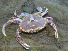 Ovalipes trimaculatus