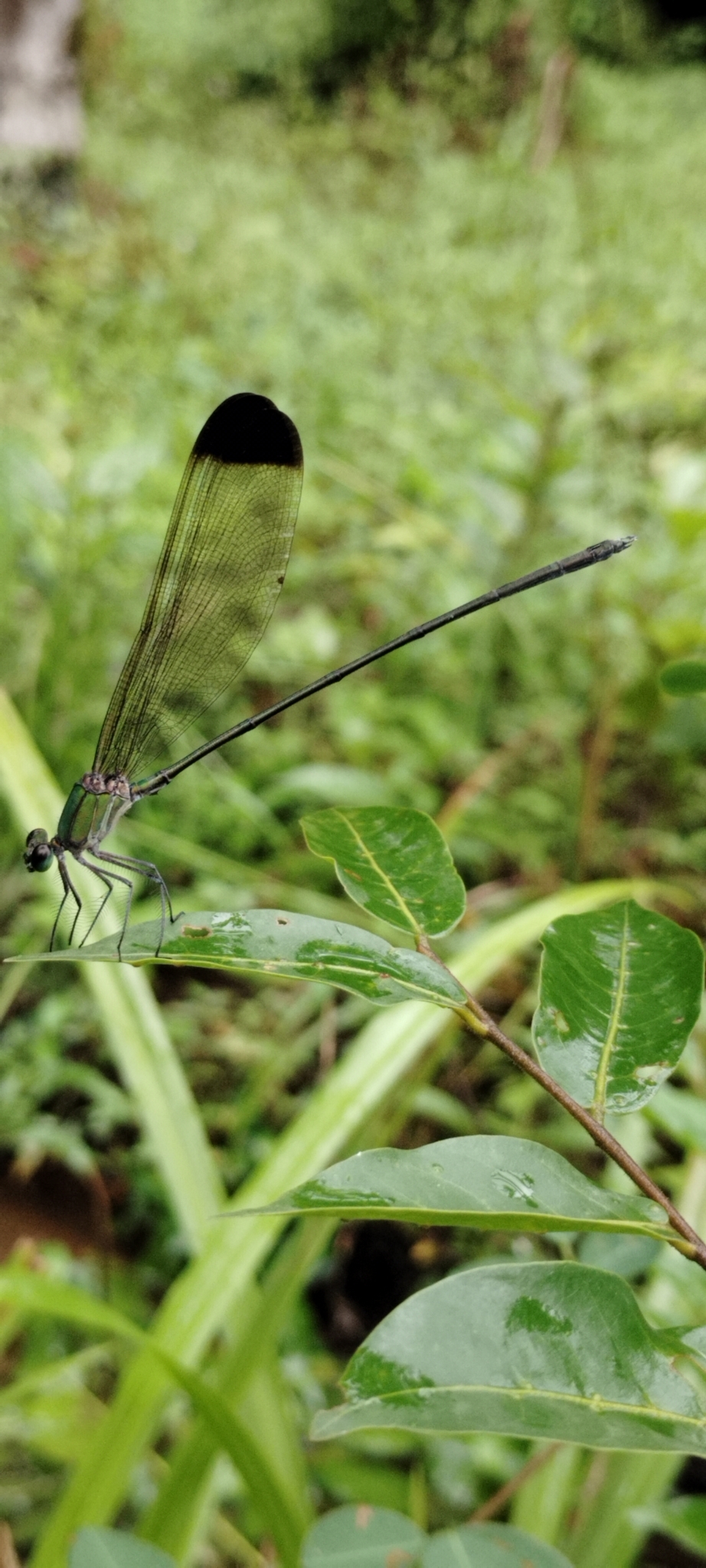 Black-Tip Flashwing