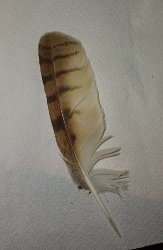 View observation of {o.common_name} on iNaturalist