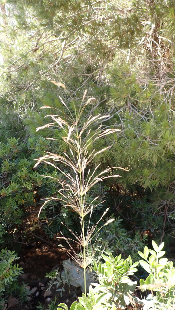 Oloptum