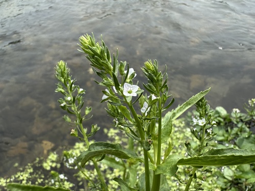 Veronica undulata, photograph 4