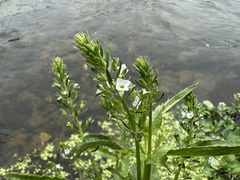 Veronica undulata, photograph (c) Yoshihiro Tokue, some rights reserved (CC BY)