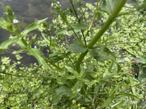 Veronica undulata, photograph 5