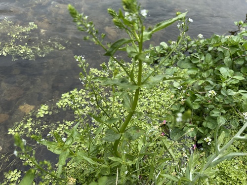 Veronica undulata, photograph 6