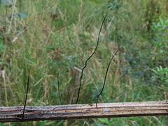 Xylaria filiformis