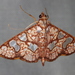 Glyphodes canthusalis - Photo (c) Victor W Fazio III,  זכויות יוצרים חלקיות (CC BY-NC), הועלה על ידי Victor W Fazio III