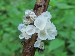 Calyptella capula