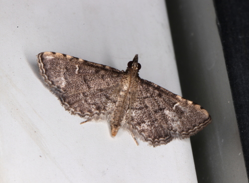 Metasia capnochroa (Meyrick, 1884)