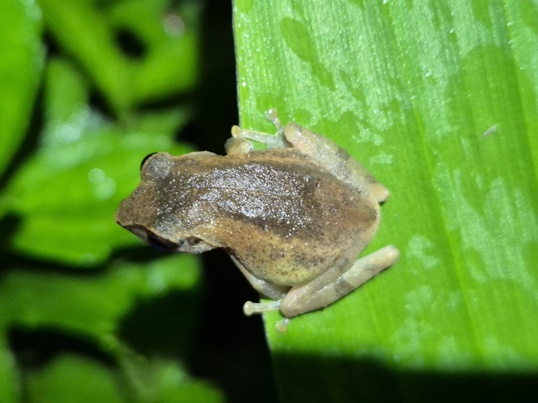 Wynaad Brown Eared Shrub Frog