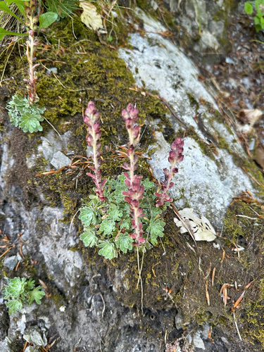 Saxifraga federici-augusti, photograph 1