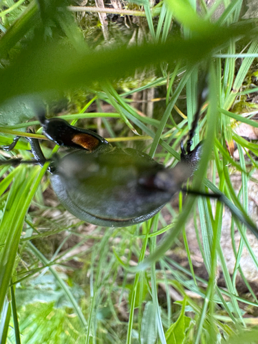 Lucanus cervus