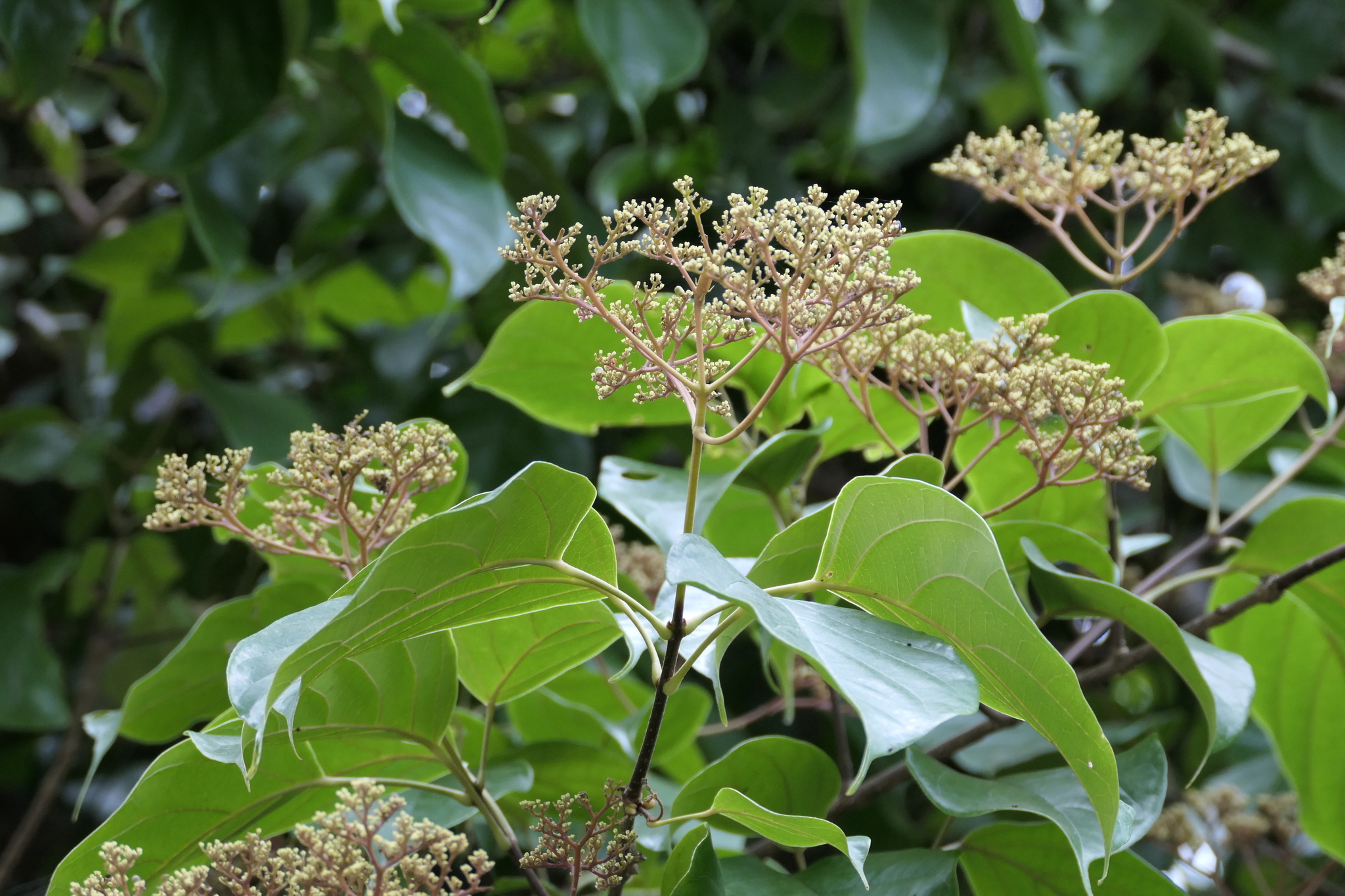 Premna coriacea