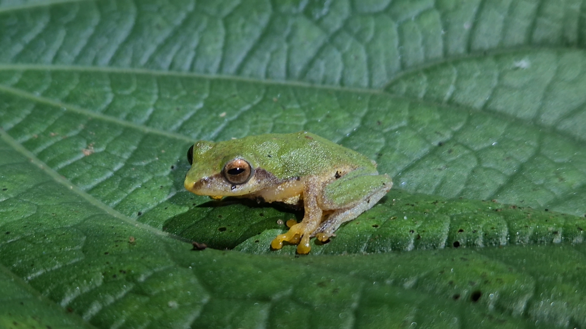 Variable Coloured Bush Frog