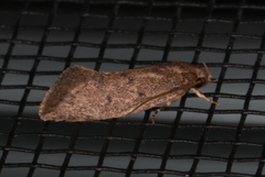 Syncometes vilis