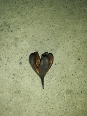 Pelliciera rhizophorae