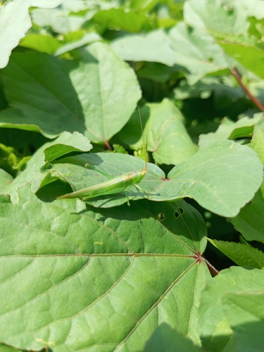 Slender Meadow Katydid