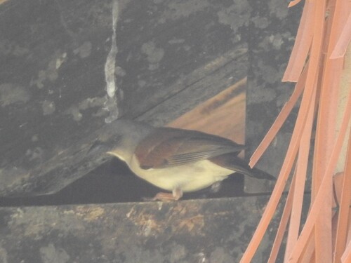 Northern Grey-headed Sparrow