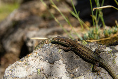 Podarcis guadarramae guadarramae