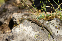 Podarcis guadarramae guadarramae