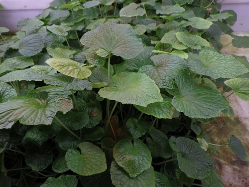 Eutrema japonicum iNat (3)