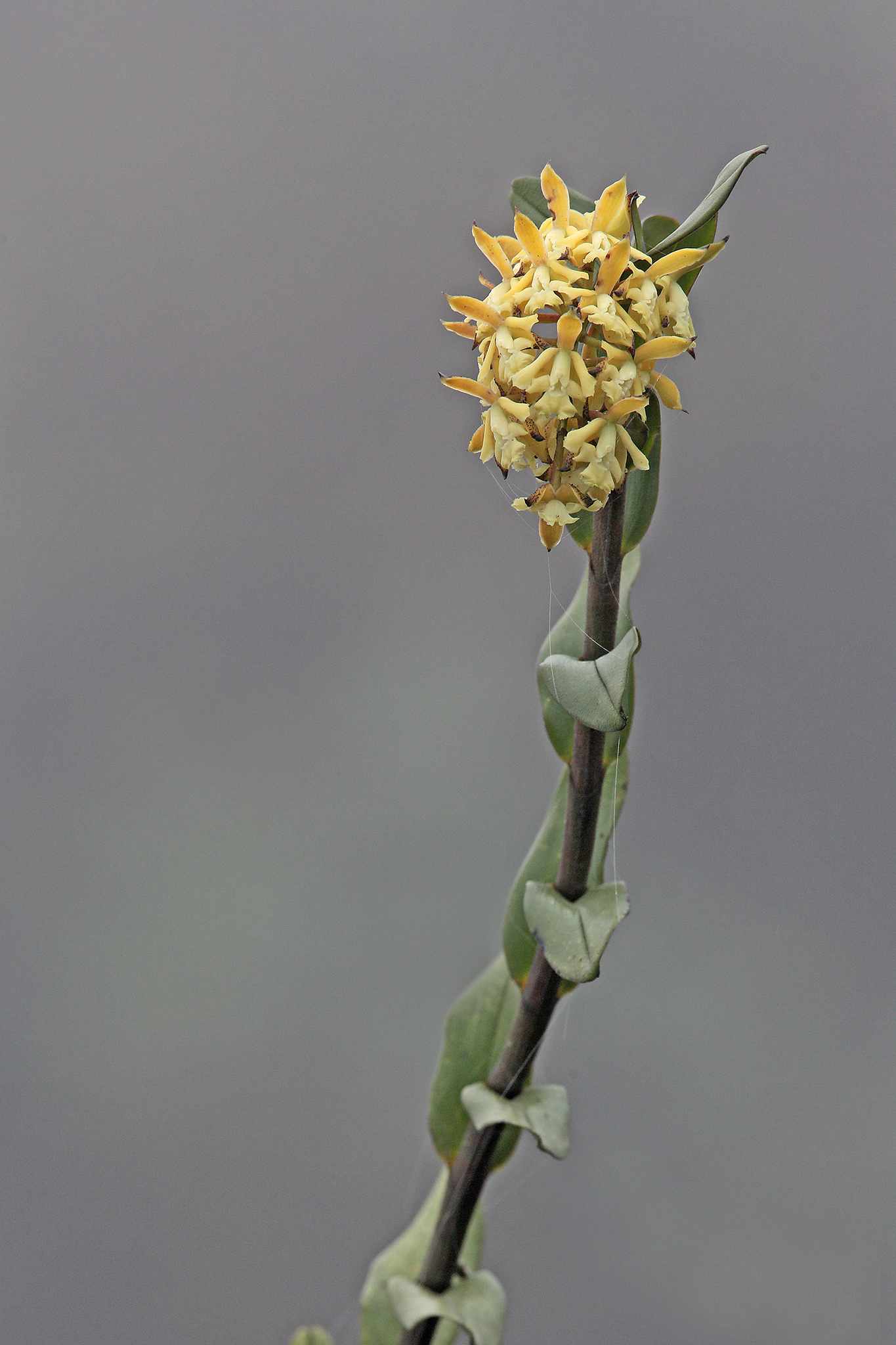 Epidendrum torquatum Lindl.
