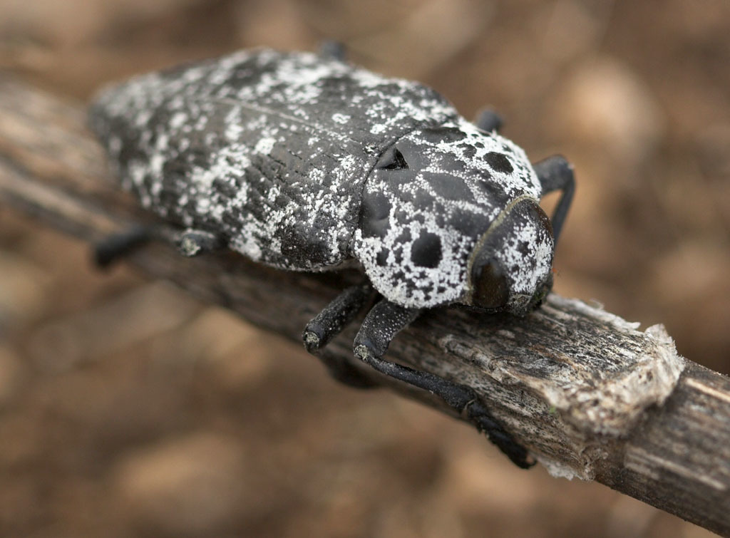 Capnodis