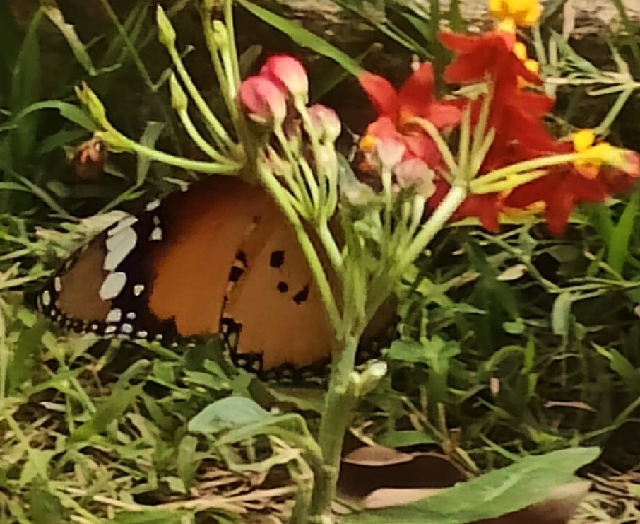 Plain Tiger