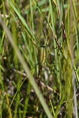 Lilium philadelphicum