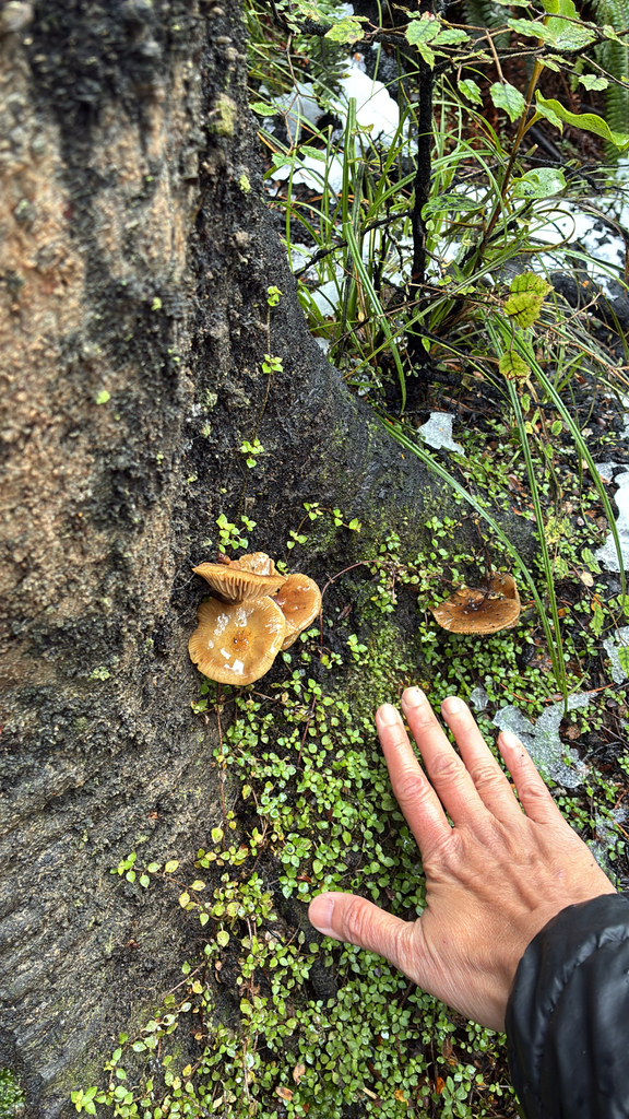 Armillaria novae-zelandiae · June 2025 · photo: © jennysaito (iNaturalist, cc-by)