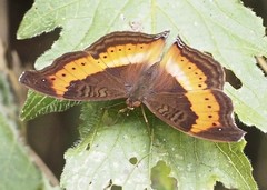 Precis milonia wintgensi