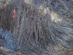 Gracilaria chilensis